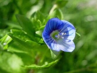 Flowers Flower Huge Collection Of Amazing High Resolution Wallpaper
