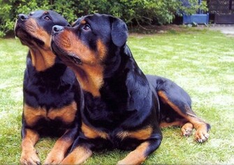 Rottweilers HD Wallpaper Animals