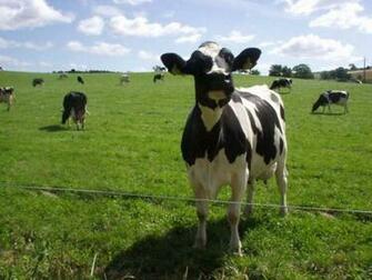 Cow Wallpaper HD In Animals Imageci