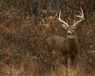 Whitetail Buck Wallpaper With Deer Common In Pictures