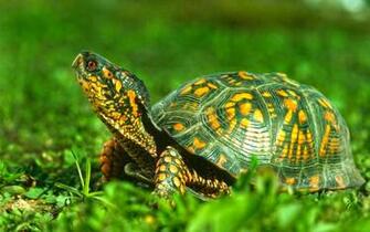 Tortoise Water Animal Image New HD Wallpapernew Wallpaper