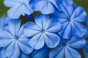 Beautiful Blue Flower Background Nature Photos Creative Market