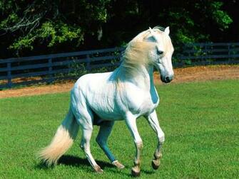 Beautiful Wallpaper White Horse