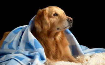 Golden Retriever Wallpaper For Windows