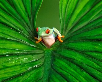 Frog Wallpaper HD Beautiful Desktop