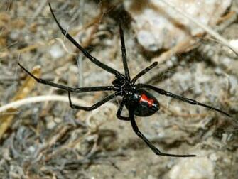 Showing Gallery For Black Widow Spider Wallpaper