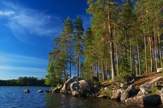 Landscapes Trees