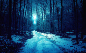 Winter Night Background Group Wallpaper