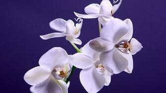 White Moth Orchids Indigo Background Wallpaper Stream
