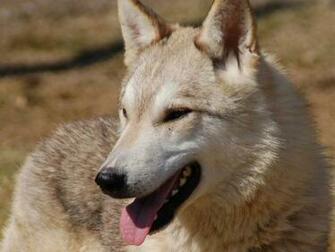 Dingo Wallpaper Animals Town