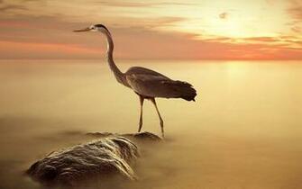 Heron Wallpaper