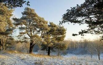 Pine Tree Covered With Snow Wallpaper And Image