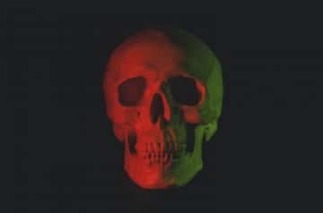 Skull Pictures Image