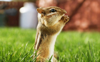 Animal Blur HD Wallpaper