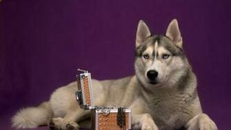 Wallpaper Dog Husky Casket Lie Full HD HDtv
