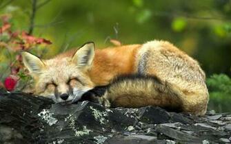 Aaaaaaaajhi 1x9ubsrd74i S1600 Sleeping Fox HD Wallpaper Animal Jpg