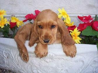 HD Wallpaper Cocker Spaniel