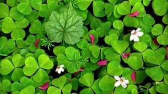 Spring Flower Leaf Wallpaper Background