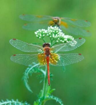 Dragon Fly Wallpaper