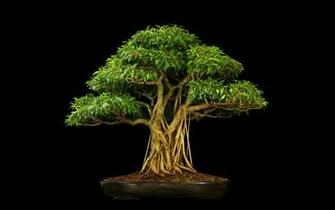 Tree Bonsai Black Leaves Wallpaper