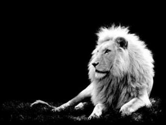 What A Proud Look He Has My Cute Pets