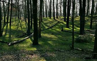 Nature Wallpaper