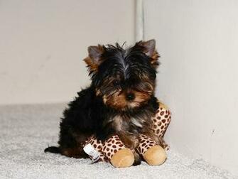 Yorkshire Terrier Wallpaper High Quality