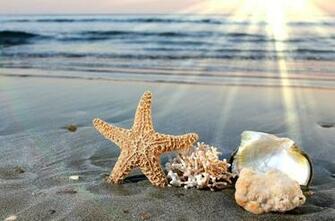 Starfish On Beach Wallpaper And S