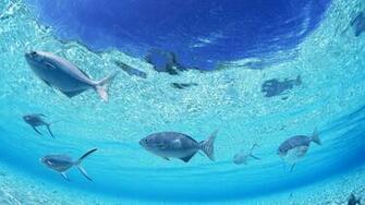 Underwater Wallpaper HD Wallpaper55 Best