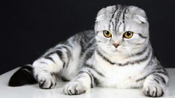Scottish Fold Cat Kitten HD 4k Wallpaper