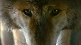 Best Direwolf Wallpaper