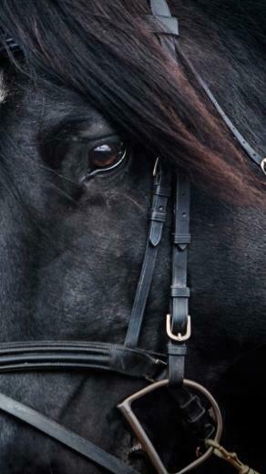 Wallpaper Black Horse