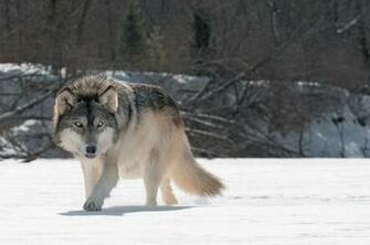 Grey Wolf Computer Wallpaper Desktop Background