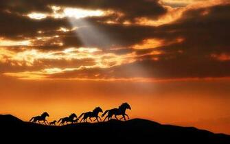 Horses Wallpaper HD