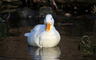 Black And White Duck Wallpaper For Computer Walljpeg