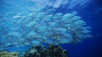 Ocean Life Wallpaper HD Background