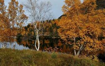 Autumn Nature River Wallpaper