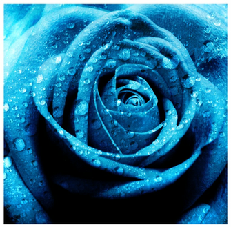 Rose Wallpaper