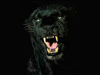 Gallery For Gt Jaguar Animal Wallpaper Running