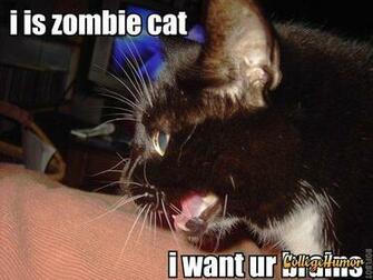 Ninja Cat Zombie Dinosaurs For