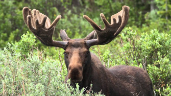Moose Wallpaper Animal Hq Picture