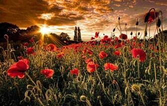 Poppy Field Wallpaper Flowers Nature Collection
