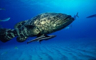 Unique Wallpaper Exotic Fish HD