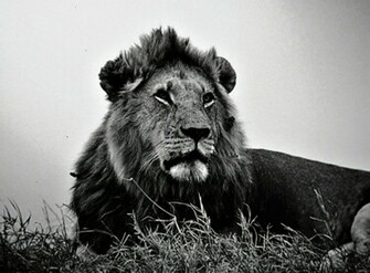 Black And White Lion Wallpaper