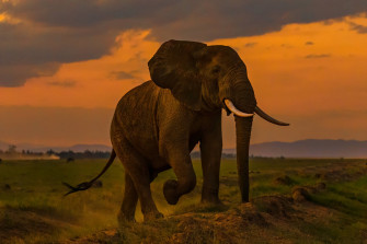 Top 4k Elephant Wallpaper Full HD To Use