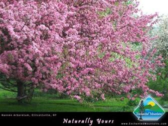 Spring Wallpaper Enchanted Mountains Of Cattaraugus County New