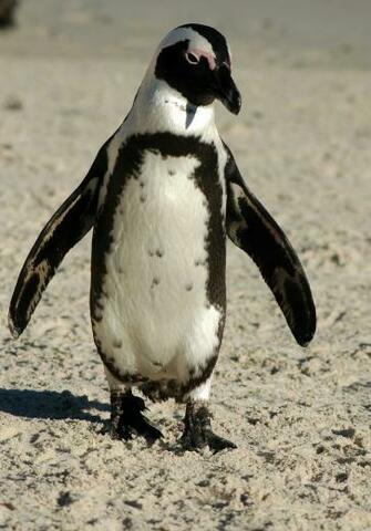 African Penguin Wallpaper
