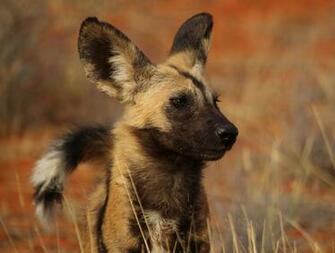 African Wild Dog Wallpaper Background