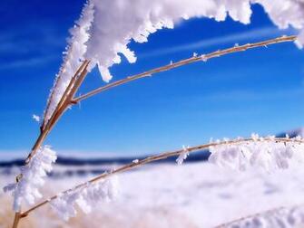 Winter Wallpaper HD