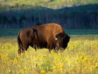 American Bison Wallpaper Imghoot